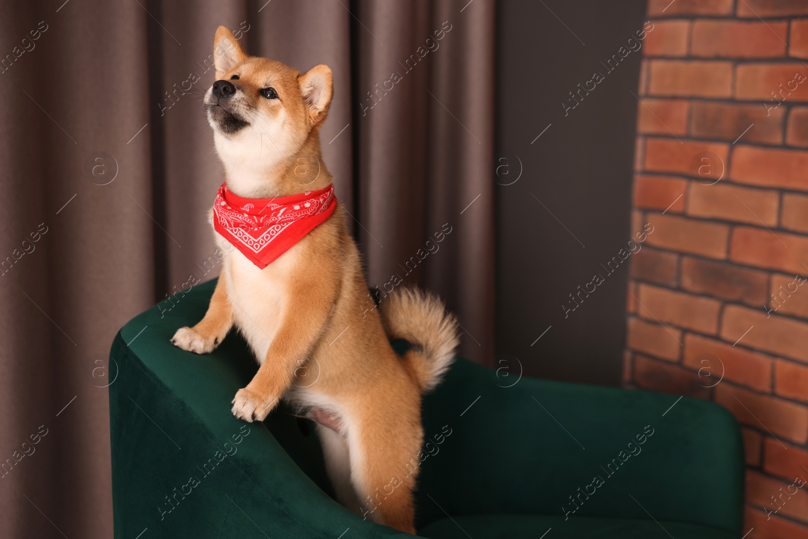Photo of Cute Shiba Inu puppy on armchair at home, space for text