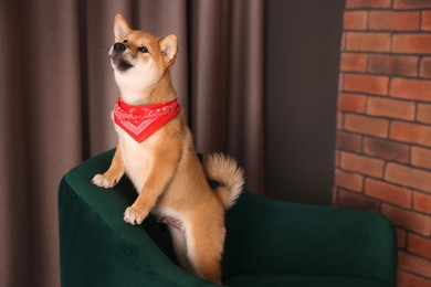 Photo of Cute Shiba Inu puppy on armchair at home, space for text