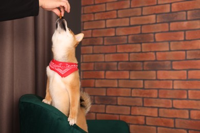 Photo of Cute Shiba Inu puppy with red bandana on armchair at home, space for text
