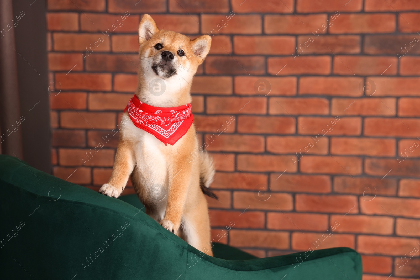 Photo of Cute Shiba Inu puppy with red bandana on armchair at home, space for text