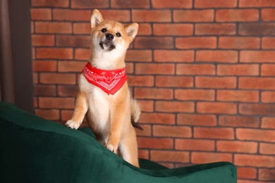 Photo of Cute Shiba Inu puppy with red bandana on armchair at home, space for text