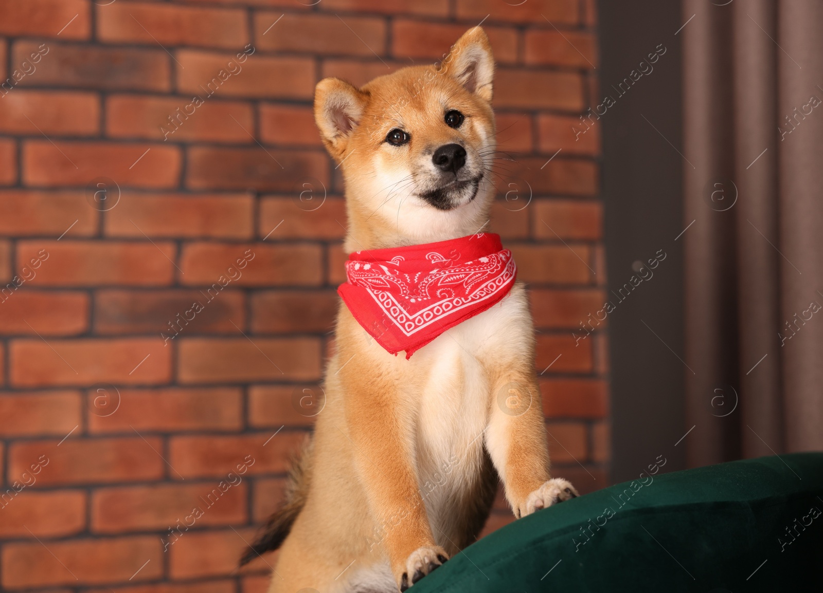 Cute Shiba Inu puppy with red bandana on armchair at home Photo of Cute Shiba Inu puppy with red bandana on armchair at home