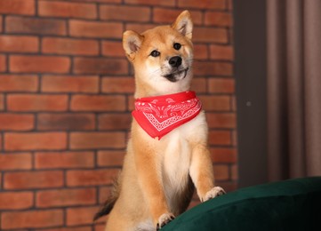 Photo of Cute Shiba Inu puppy with red bandana on armchair at home