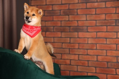 Photo of Cute Shiba Inu puppy with red bandana on armchair at home, space for text
