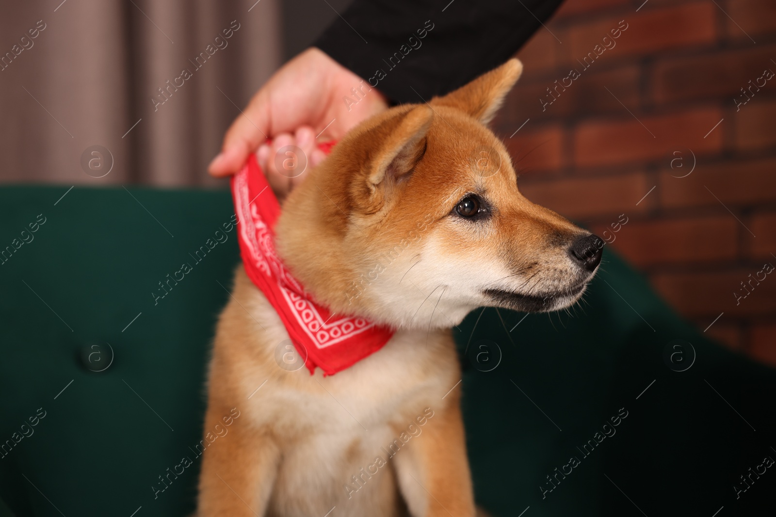 Photo of Owner with cute Shiba Inu puppy on armchair at home, closeup