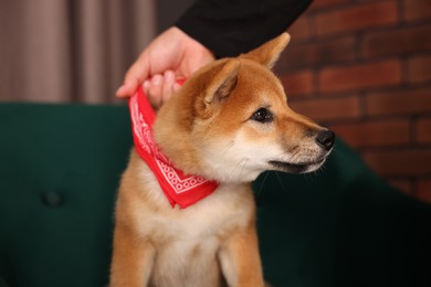 Photo of Owner with cute Shiba Inu puppy on armchair at home, closeup