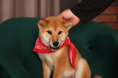 Photo of Owner with cute Shiba Inu puppy on armchair at home, closeup