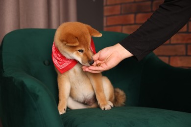 Photo of Owner giving dog treat to Shiba Inu puppy on armchair at home, closeup