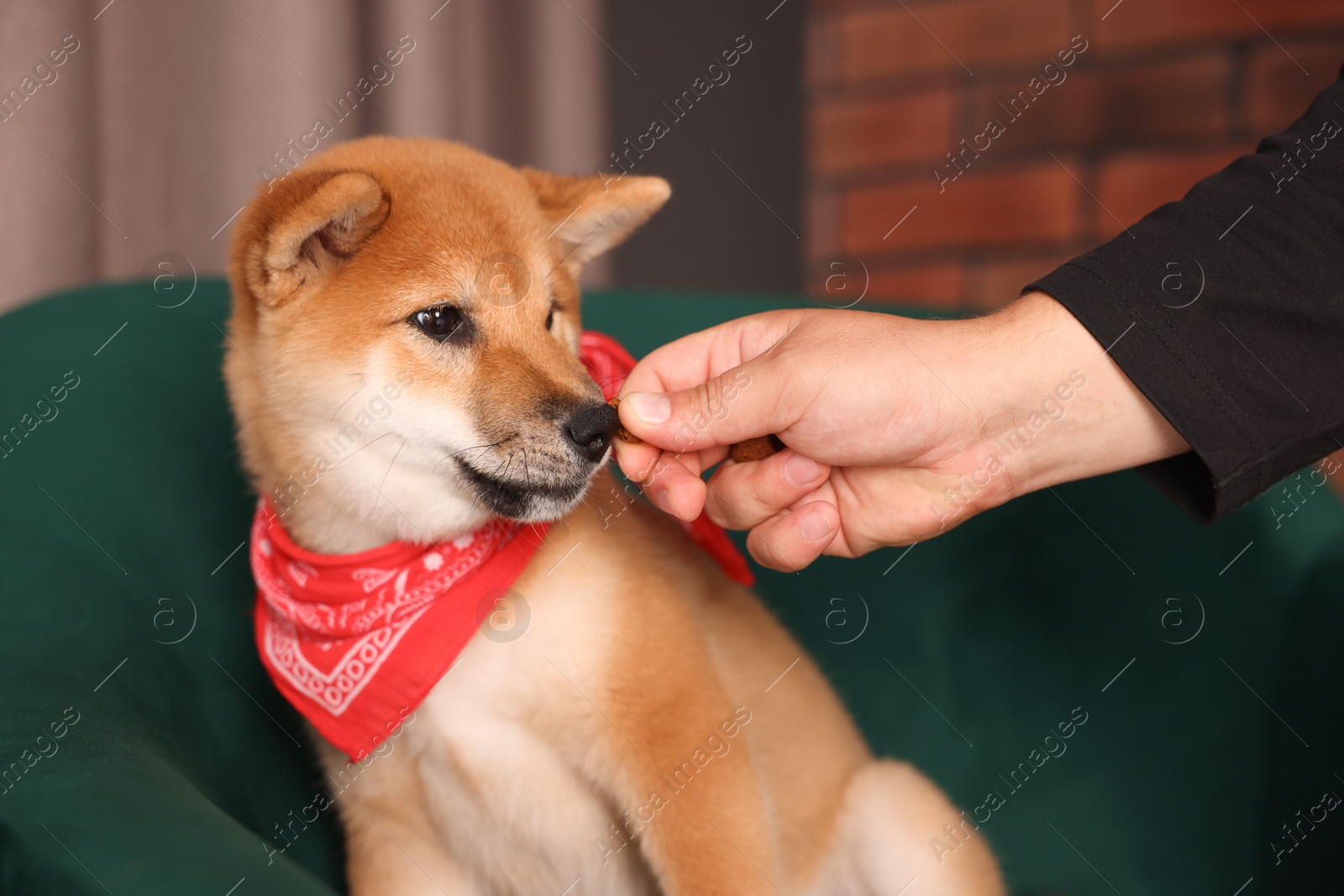 Photo of Owner giving dog treat to Shiba Inu puppy on armchair at home, closeup
