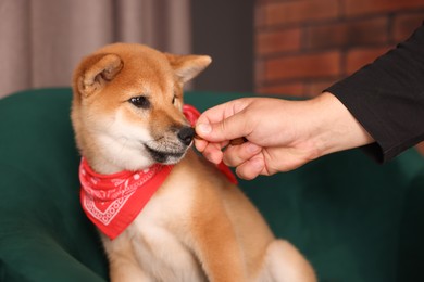Photo of Owner giving dog treat to Shiba Inu puppy on armchair at home, closeup
