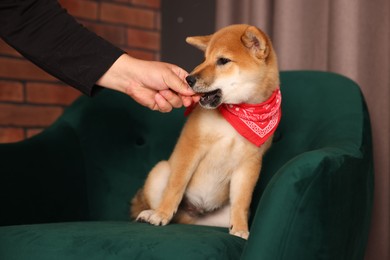 Photo of Owner giving dog treat to Shiba Inu puppy on armchair at home, closeup