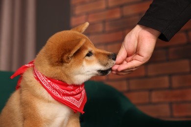 Photo of Owner giving dog treat to Shiba Inu puppy on armchair at home, closeup
