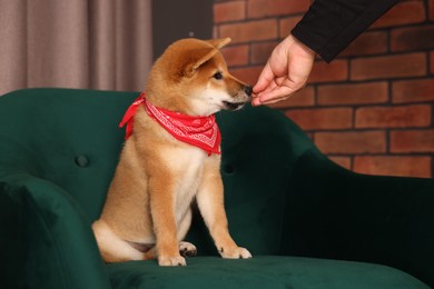 Photo of Owner giving dog treat to Shiba Inu puppy on armchair at home, closeup