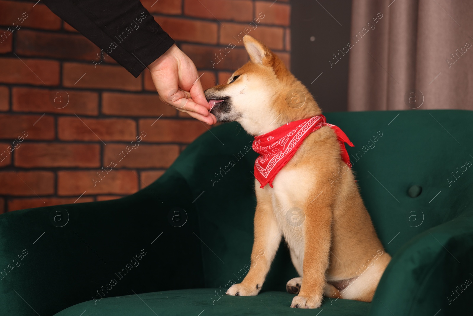 Owner giving dog treat to Shiba Inu puppy on armchair at home, closeup Photo of Owner giving dog treat to Shiba Inu puppy on armchair at home, closeup
