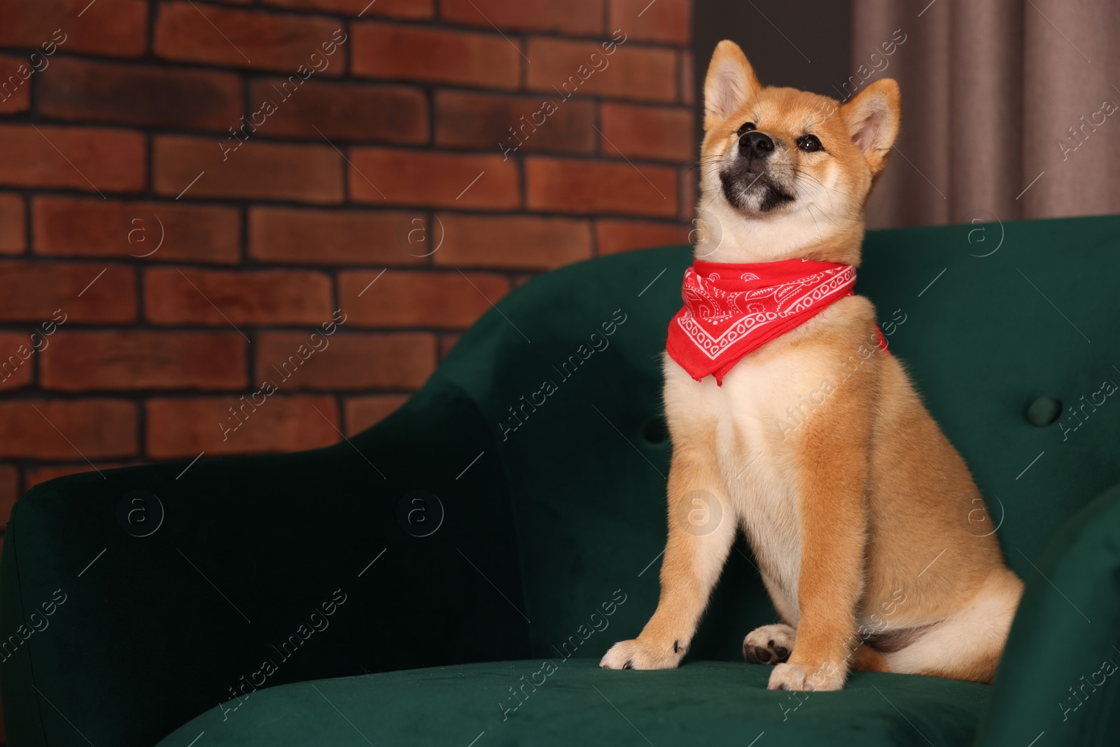 Photo of Cute Shiba Inu puppy with red bandana on armchair at home, space for text