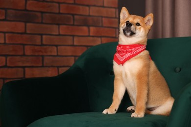 Photo of Cute Shiba Inu puppy with red bandana on armchair at home, space for text
