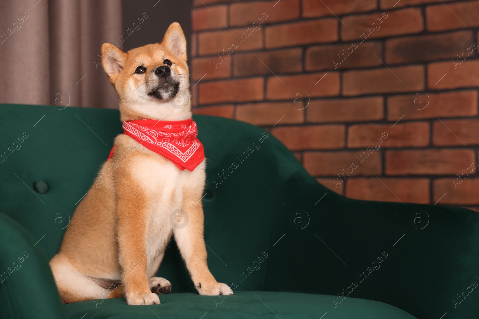 Cute Shiba Inu puppy with red bandana on armchair at home, space for text Photo of Cute Shiba Inu puppy with red bandana on armchair at home, space for text