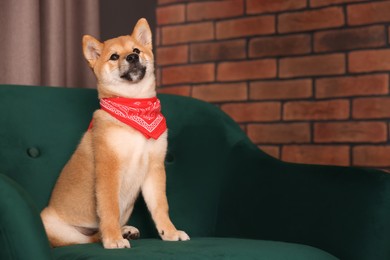 Photo of Cute Shiba Inu puppy with red bandana on armchair at home, space for text