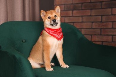 Photo of Cute Shiba Inu puppy with red bandana on armchair at home, space for text