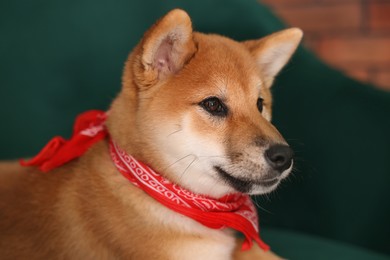 Photo of Cute Shiba Inu puppy with red bandana on armchair at home, closeup