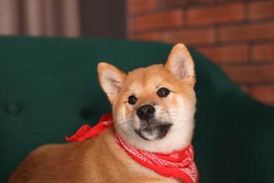 Photo of Cute Shiba Inu puppy with red bandana on armchair at home