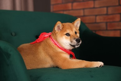Photo of Cute Shiba Inu puppy with red bandana on armchair at home