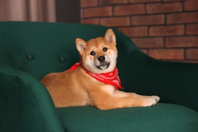 Photo of Cute Shiba Inu puppy with red bandana on armchair at home