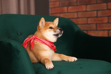 Photo of Cute Shiba Inu puppy with red bandana on armchair at home