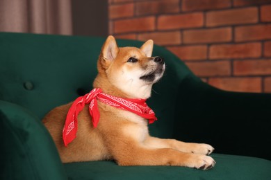 Photo of Cute Shiba Inu puppy with red bandana on armchair at home