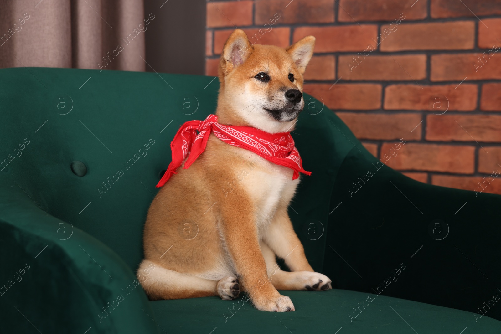 Cute Shiba Inu puppy with red bandana on armchair at home Photo of Cute Shiba Inu puppy with red bandana on armchair at home