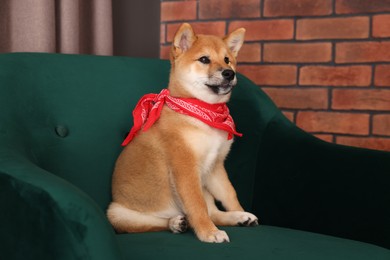 Photo of Cute Shiba Inu puppy with red bandana on armchair at home
