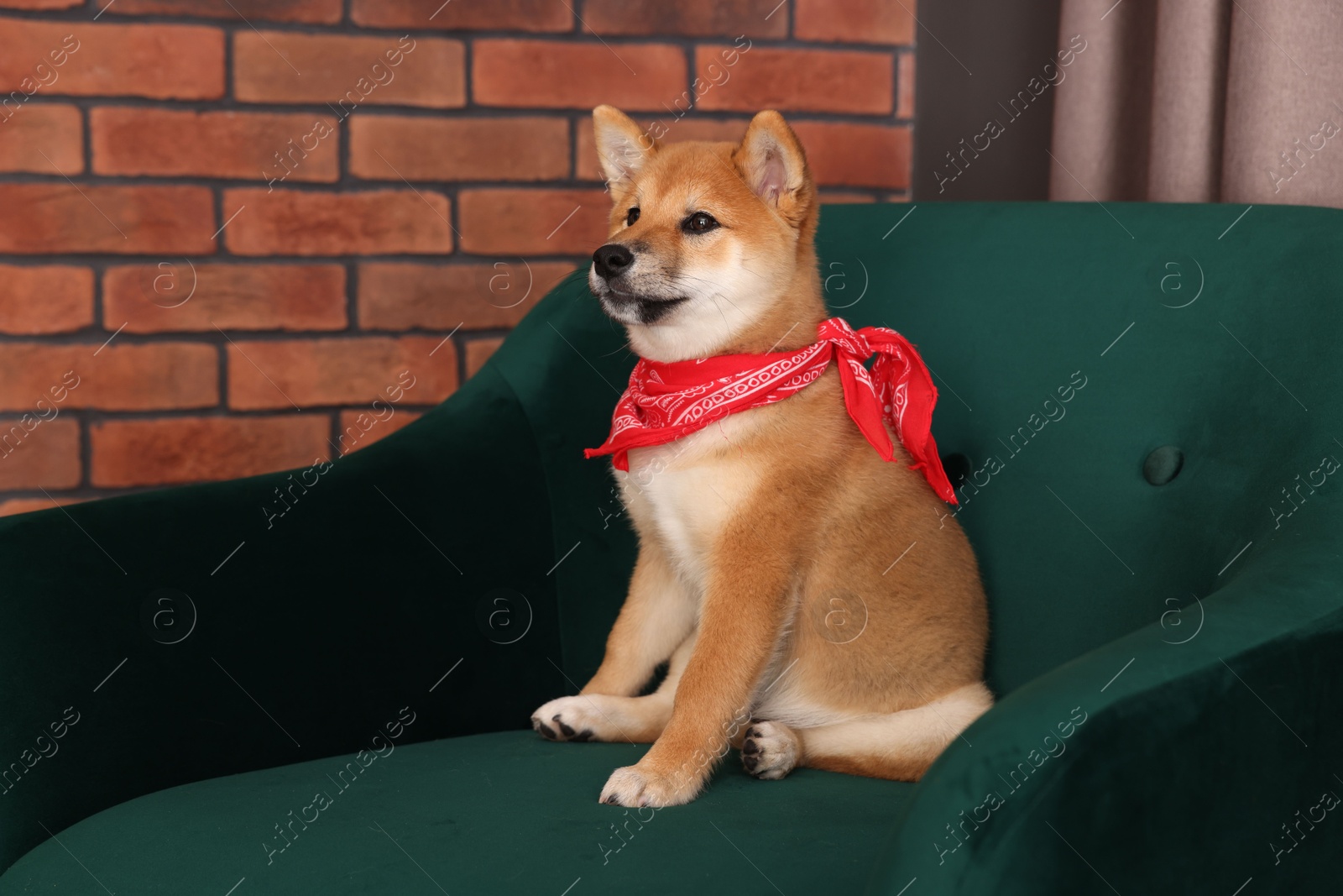 Photo of Cute Shiba Inu puppy with red bandana on armchair at home