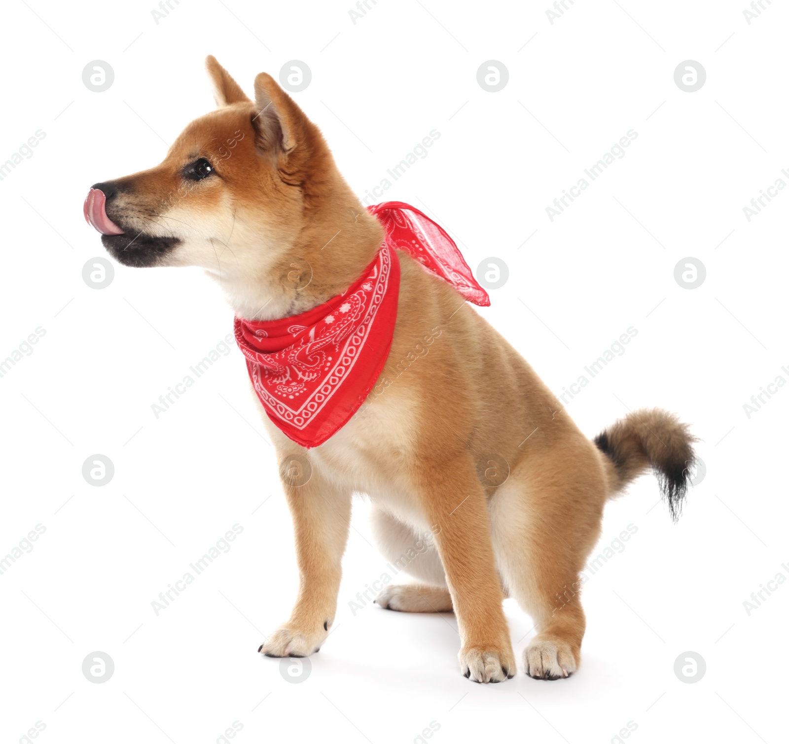 Cute Shiba Inu puppy with red bandana on white background Photo of Cute Shiba Inu puppy with red bandana on white background