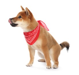 Photo of Cute Shiba Inu puppy with red bandana on white background