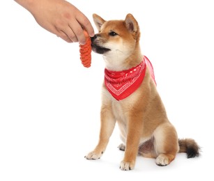 Photo of Owner with toy and cute Shiba Inu puppy on white background, closeup