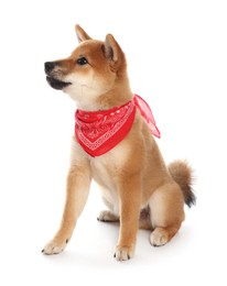 Photo of Cute Shiba Inu puppy with red bandana on white background