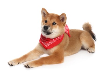 Photo of Cute Shiba Inu puppy with red bandana on white background