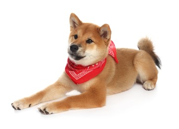 Photo of Cute Shiba Inu puppy with red bandana on white background