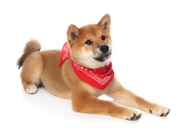 Photo of Cute Shiba Inu puppy with red bandana on white background