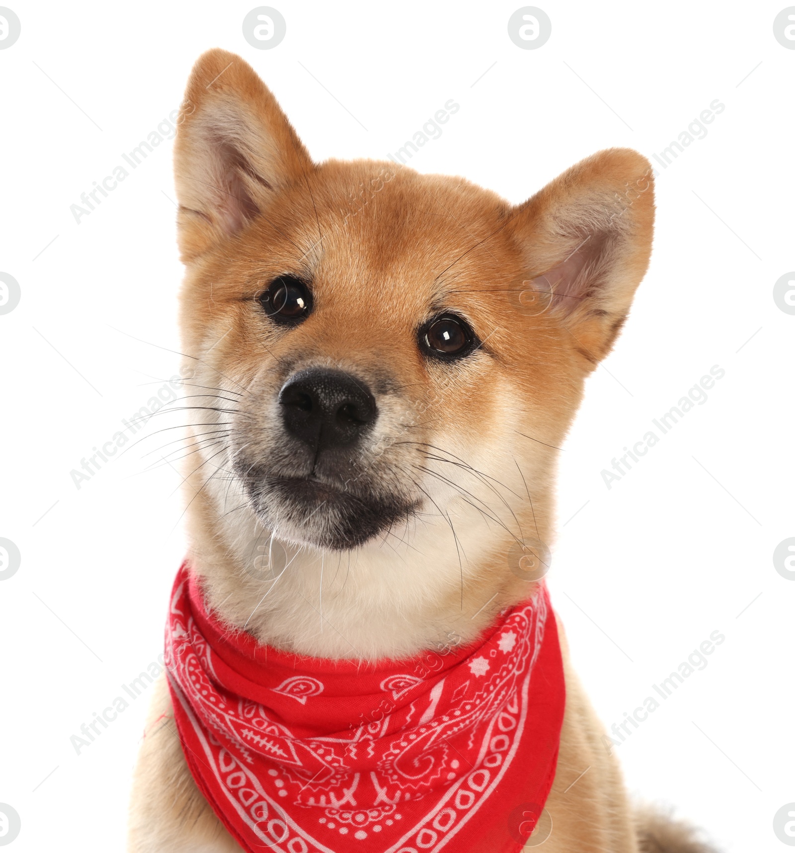 Cute Shiba Inu puppy with red bandana on white background Photo of Cute Shiba Inu puppy with red bandana on white background
