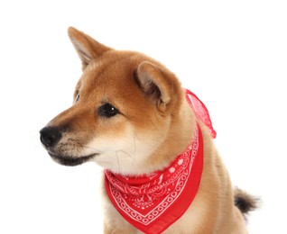 Photo of Cute Shiba Inu puppy with red bandana on white background