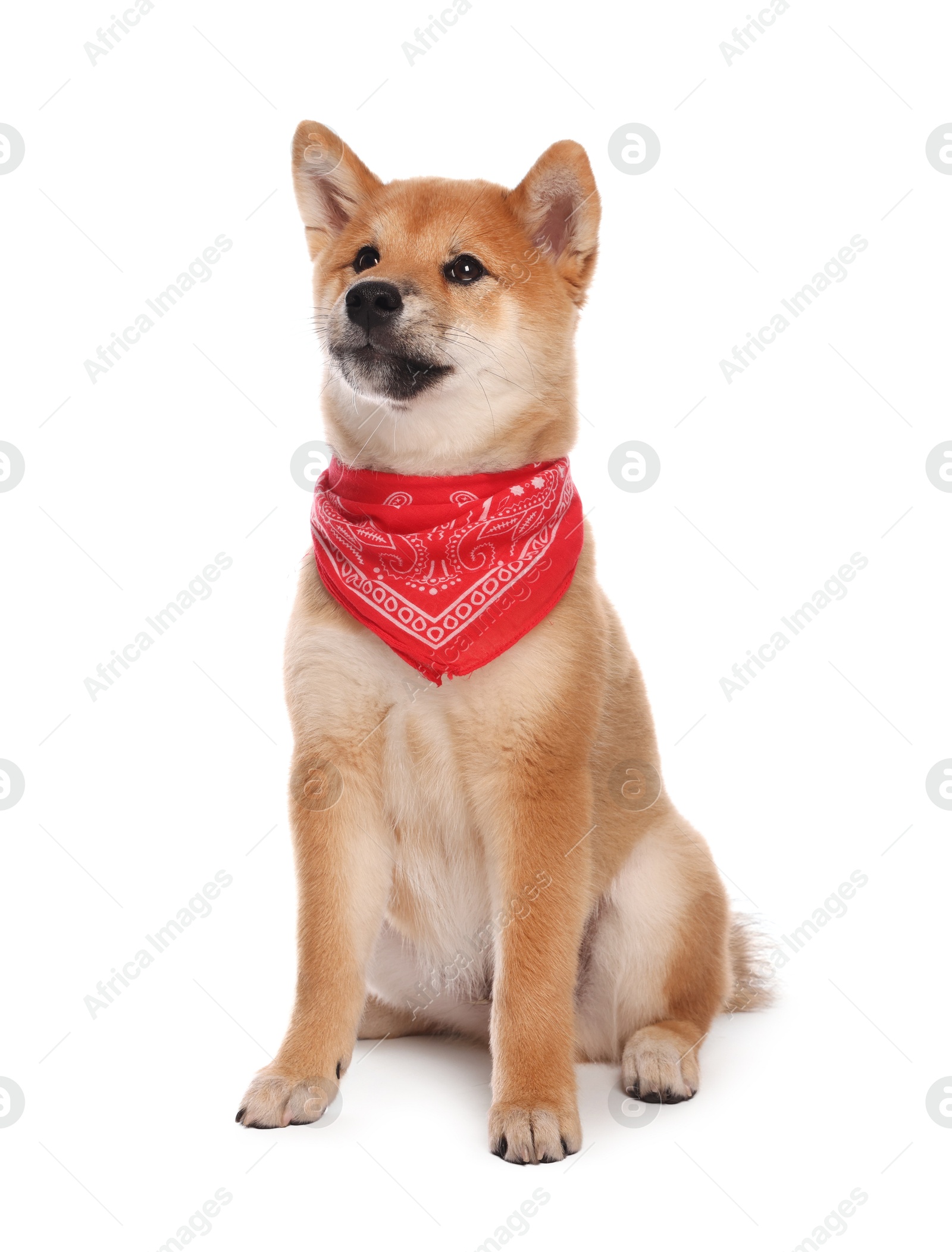 Cute Shiba Inu puppy with red bandana on white background Photo of Cute Shiba Inu puppy with red bandana on white background