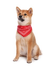 Photo of Cute Shiba Inu puppy with red bandana on white background