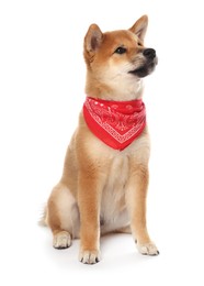 Photo of Cute Shiba Inu puppy with red bandana on white background