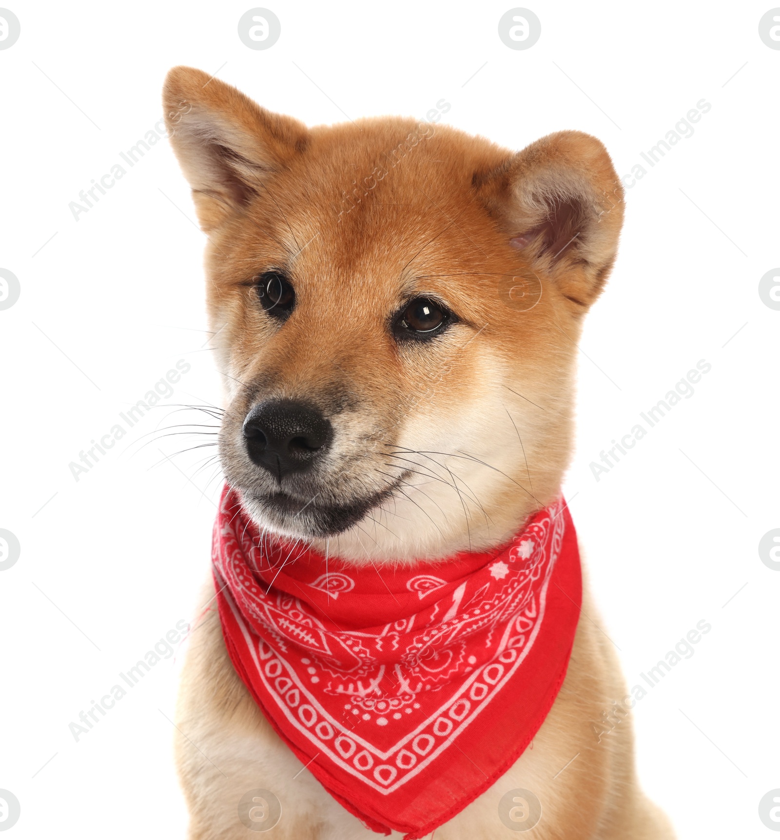 Cute Shiba Inu puppy with red bandana on white background Photo of Cute Shiba Inu puppy with red bandana on white background