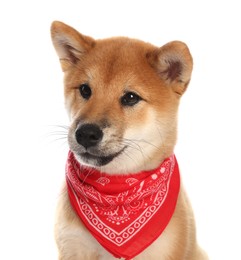 Photo of Cute Shiba Inu puppy with red bandana on white background