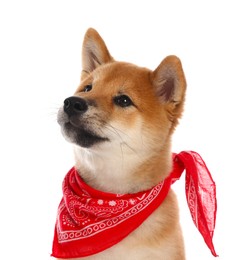 Photo of Cute Shiba Inu puppy with red bandana on white background