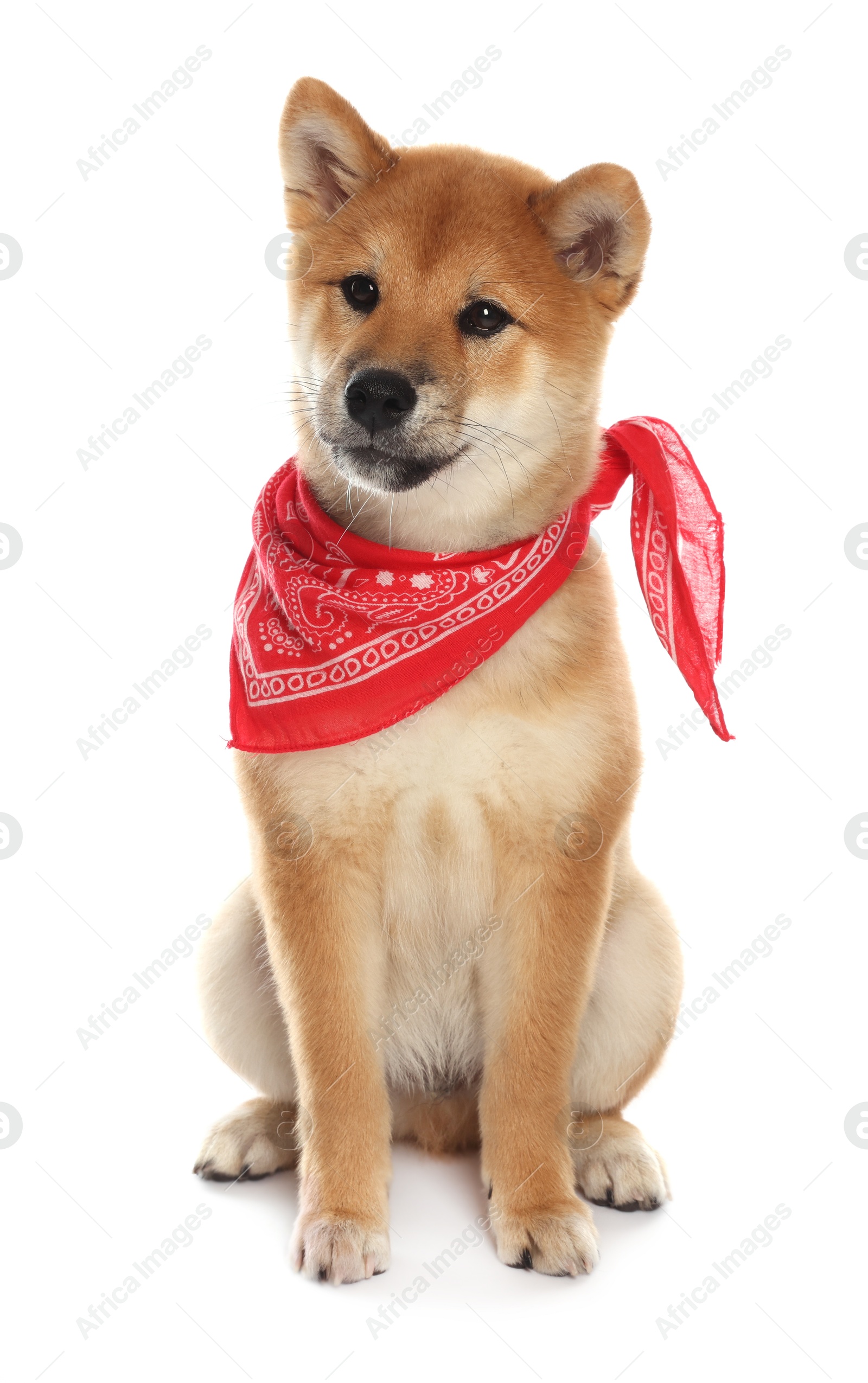 Cute Shiba Inu puppy with red bandana on white background Photo of Cute Shiba Inu puppy with red bandana on white background