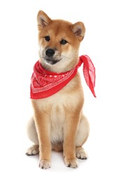Photo of Cute Shiba Inu puppy with red bandana on white background