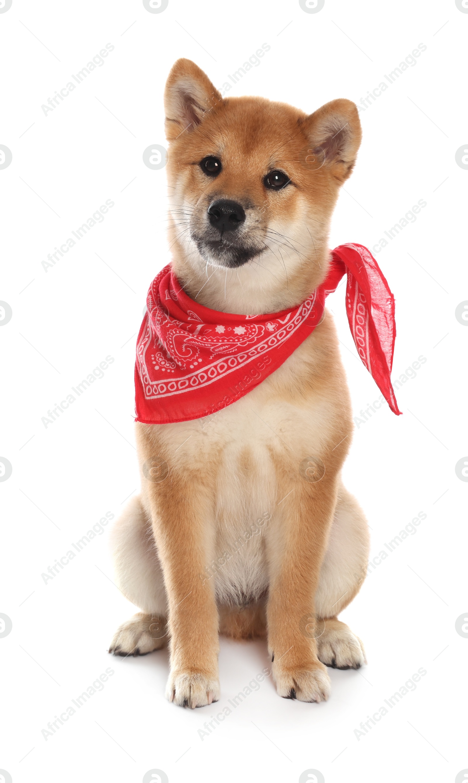 Photo of Cute Shiba Inu puppy with red bandana on white background
